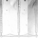 A Simple Microfluidics Rigs with Inexpensive Board Cameras