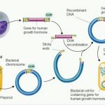 The “Merlin” system for prepping large amounts of recombinant DNA