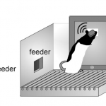 Touchscreen Platforms for Rodents