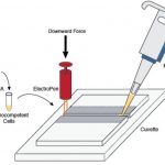 ElectroPen: An ultralow-cost piezoelectric electroporator