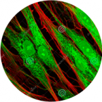 Fluorescent Dyes